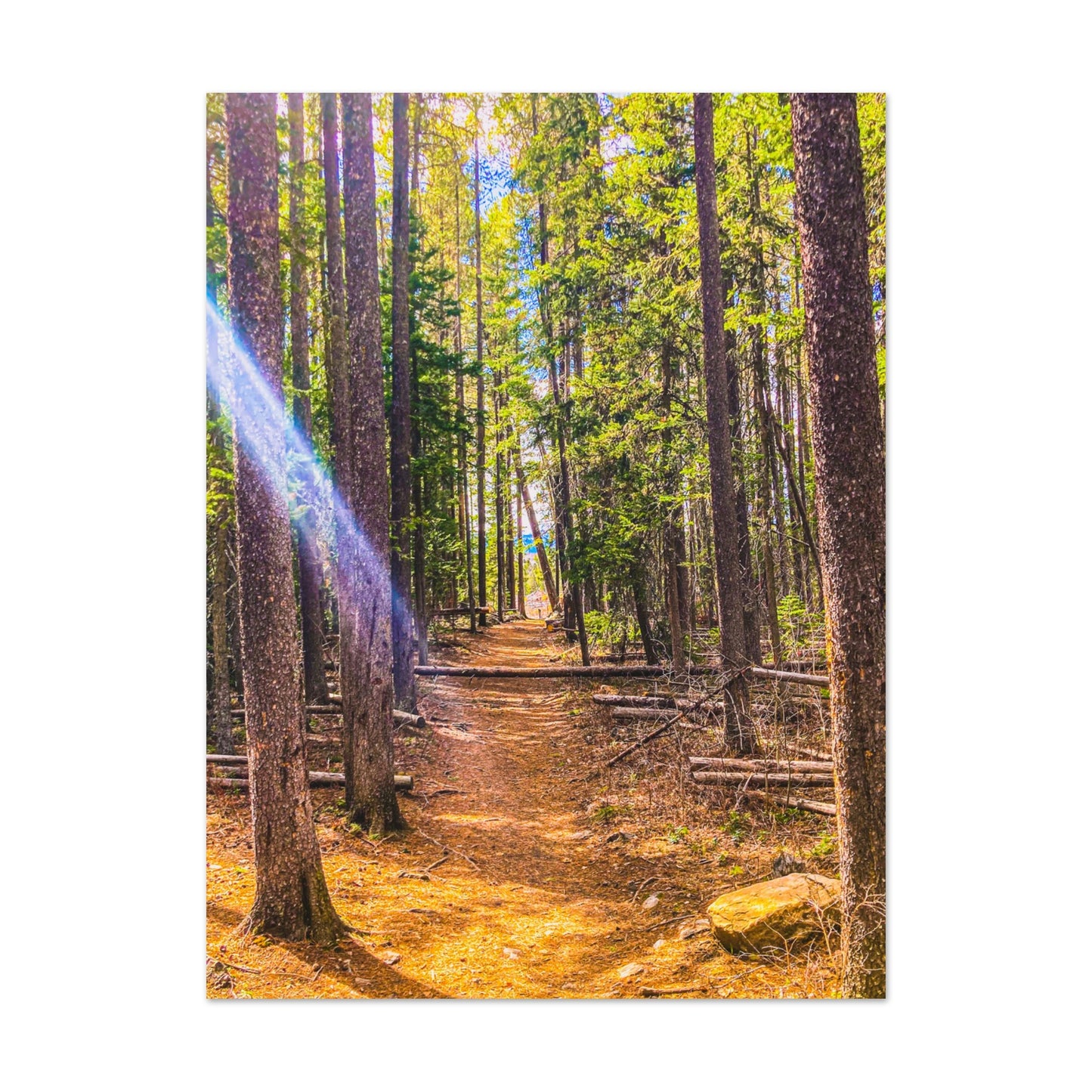 Pine Trees; Pine Creek Trail, Paradise Valley, Montana Premium Matte Poster
