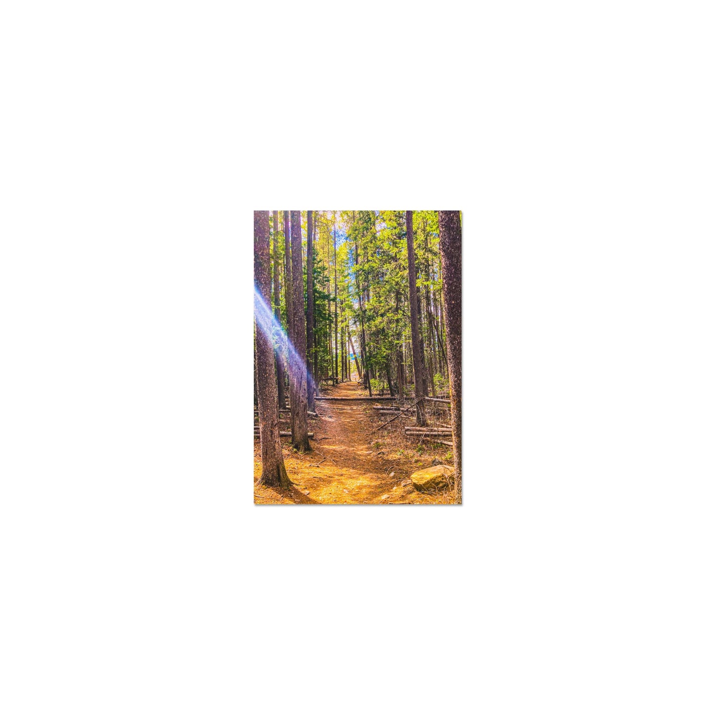 Pine Trees; Pine Creek Trail, Paradise Valley, Montana Premium Matte Poster