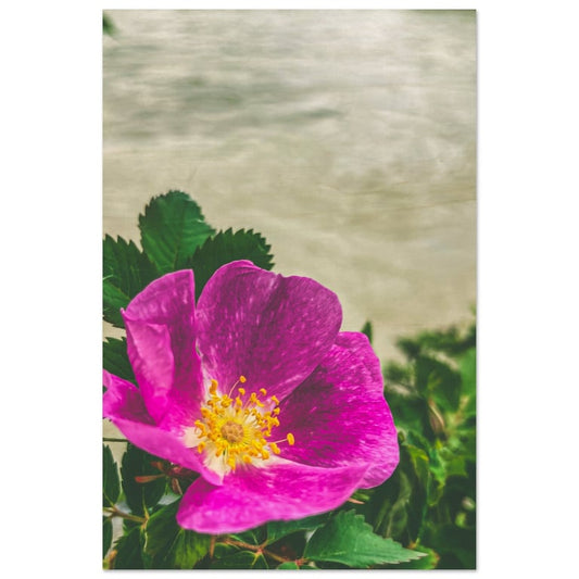 A Wood's Rose; The Yellowstone River Wood Print