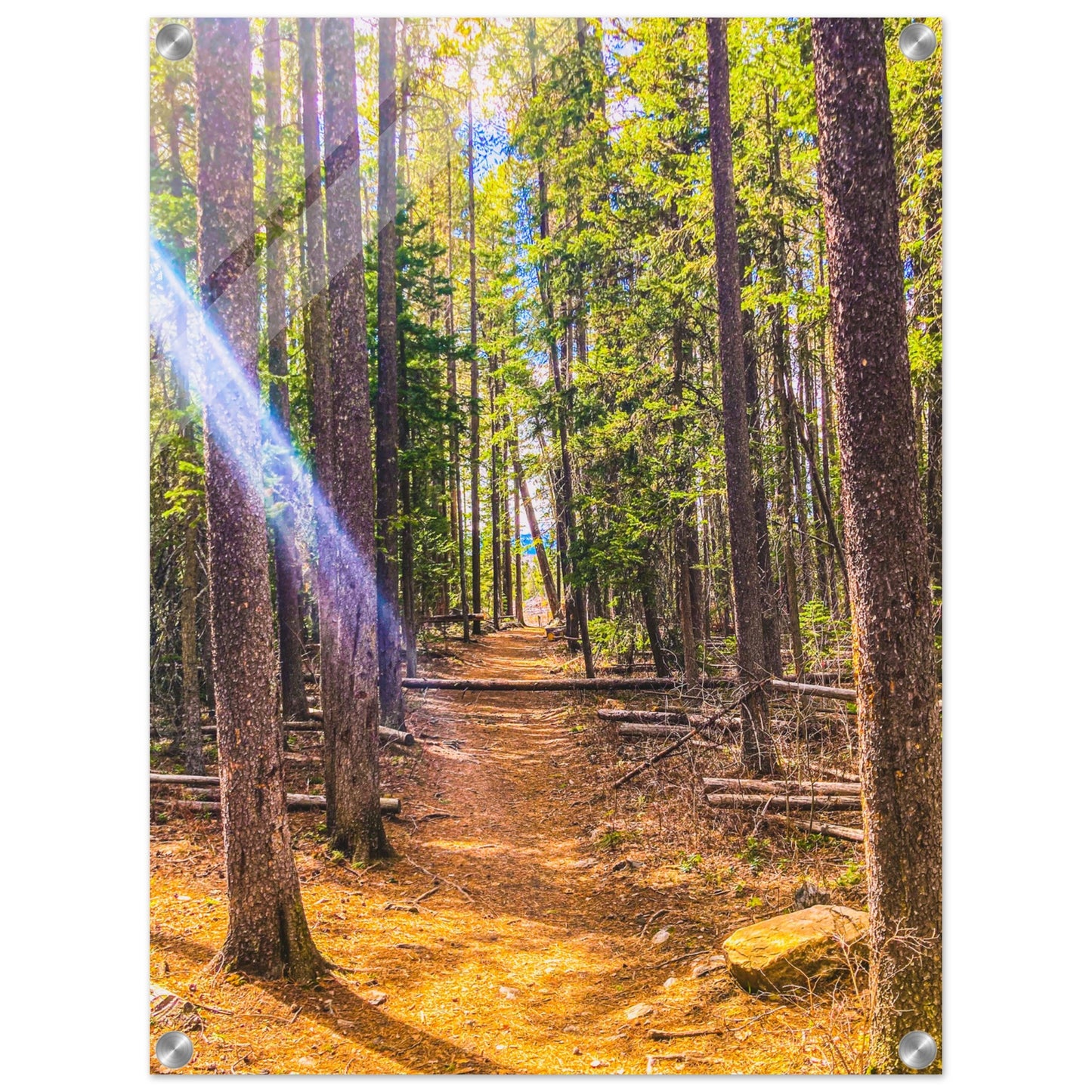 Pine Trees; Pine Creek Trail; Paradise Valley, Montana Acrylic Print