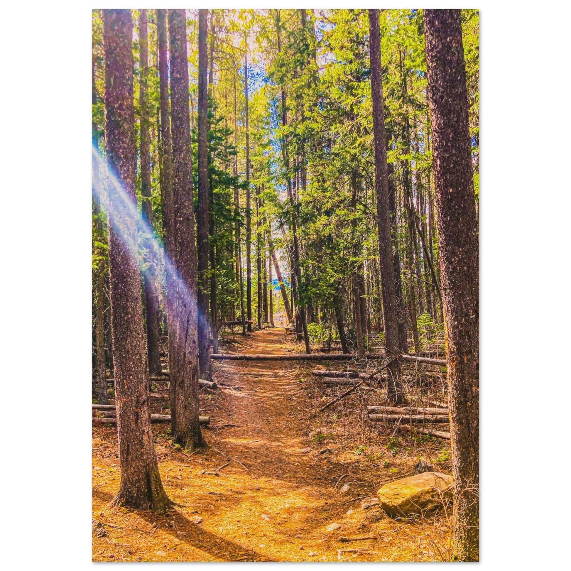 Pine Trees; Pine Creek Trail; Paradise Valley, Montana Wood Print