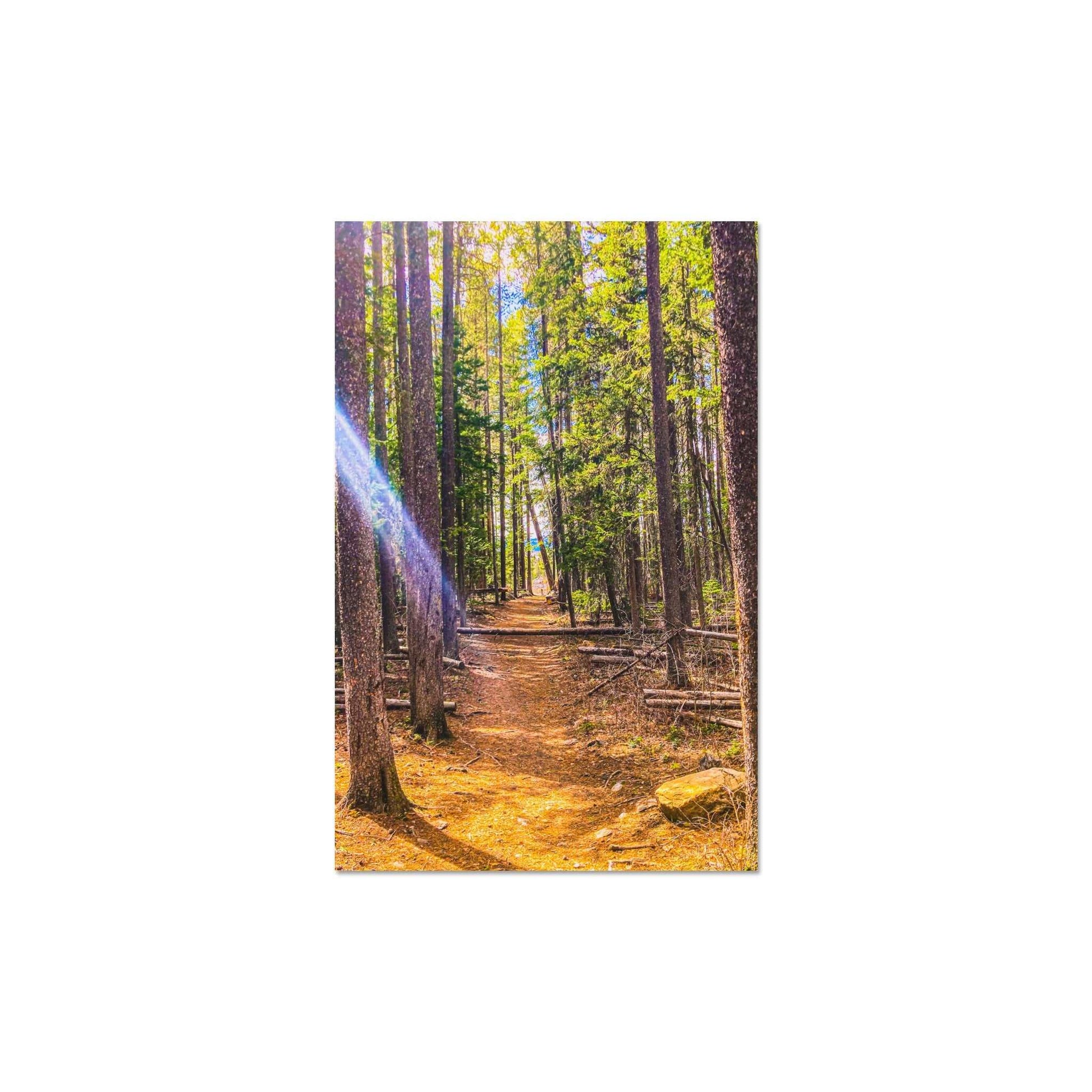 Pine Trees; Pine Creek Trail, Paradise Valley, Montana Premium Matte Poster