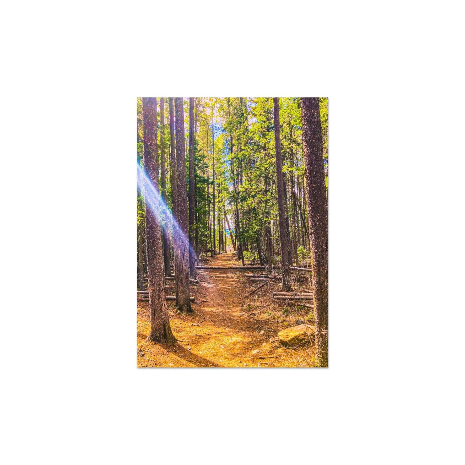 Pine Trees; Pine Creek Trail, Paradise Valley, Montana Premium Matte Poster