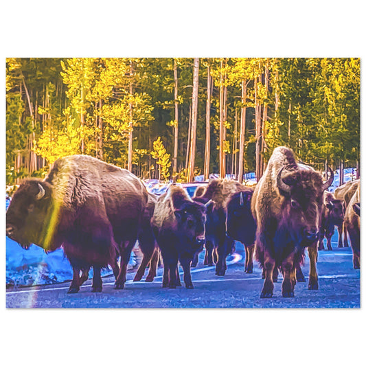 Bison Herd, Yellowstone National Park Premium Matte Poster