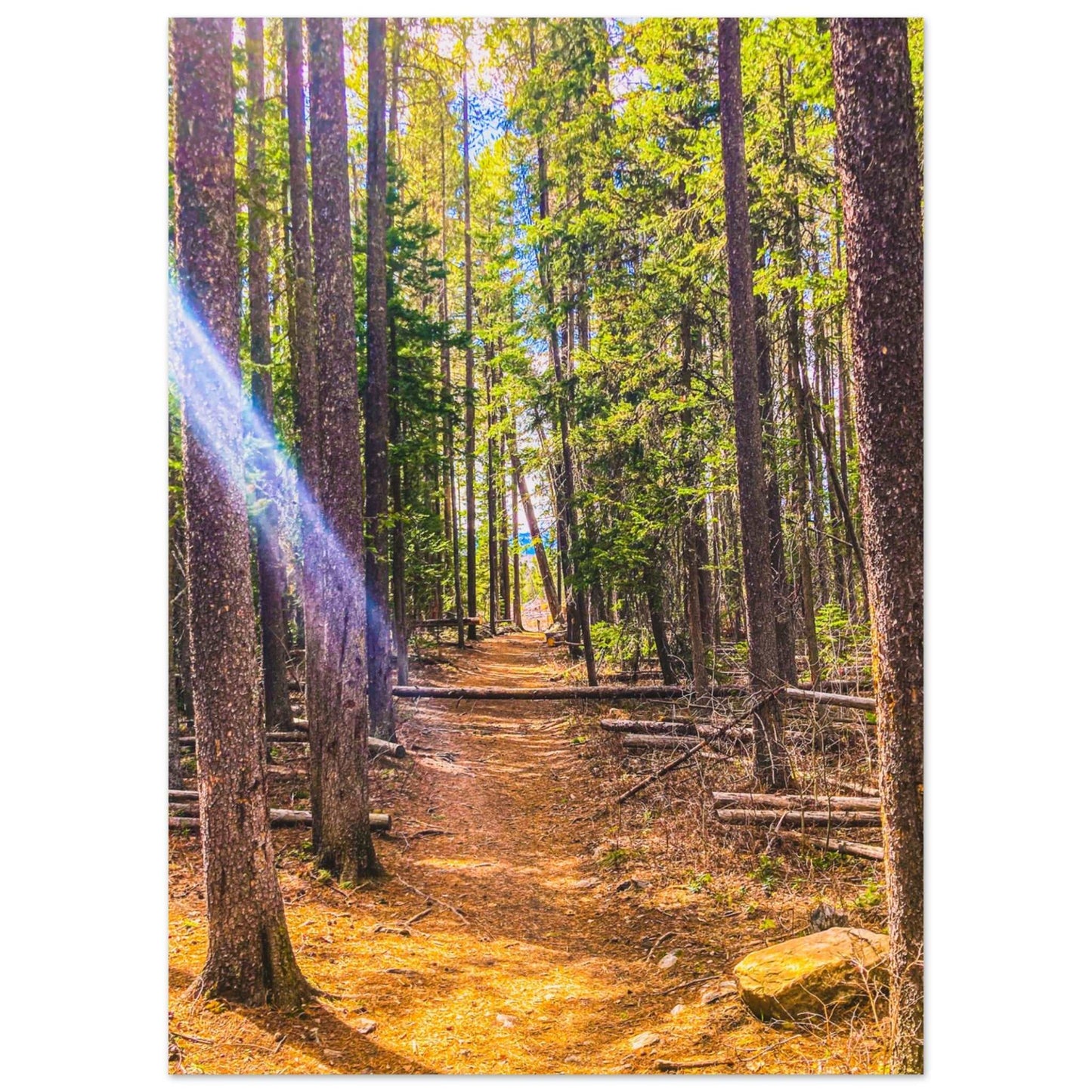 Pine Trees; Pine Creek Trail, Paradise Valley, Montana Premium Matte Poster