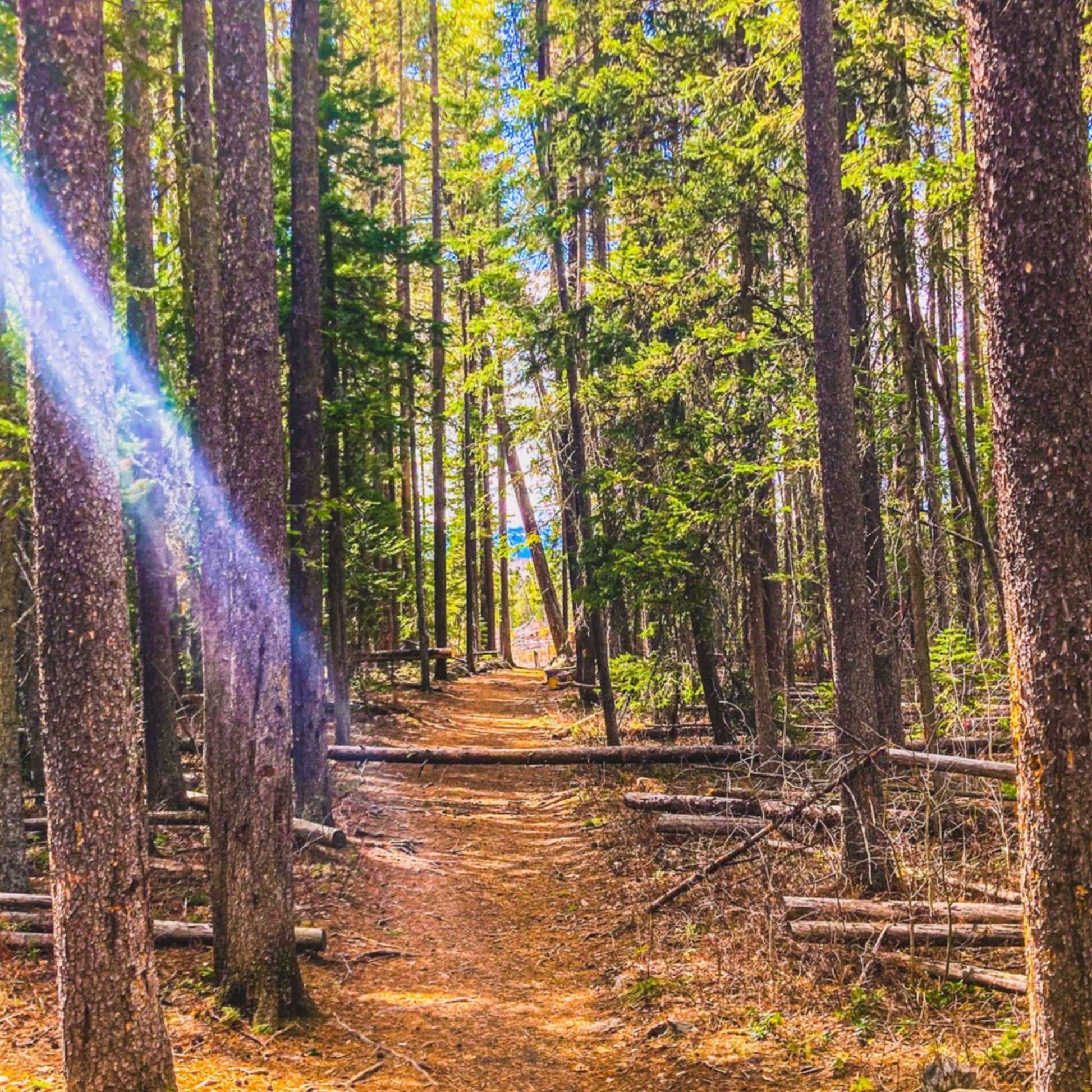 Pine Trees; Pine Creek Trail, Paradise Valley, Montana Premium Matte Poster