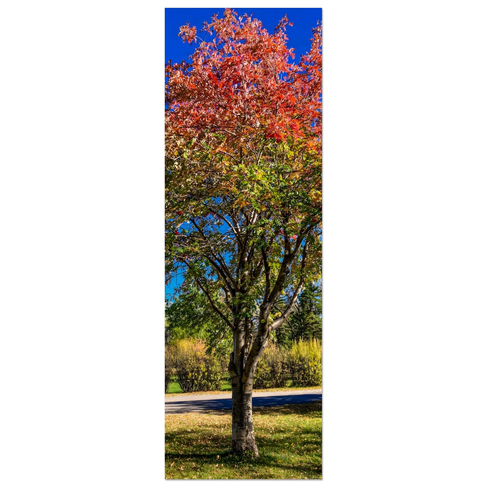 Prism Amelanchier: An Autumn Amelanchier Tree in Montana Wood Print. Original Photography by James Bonner.