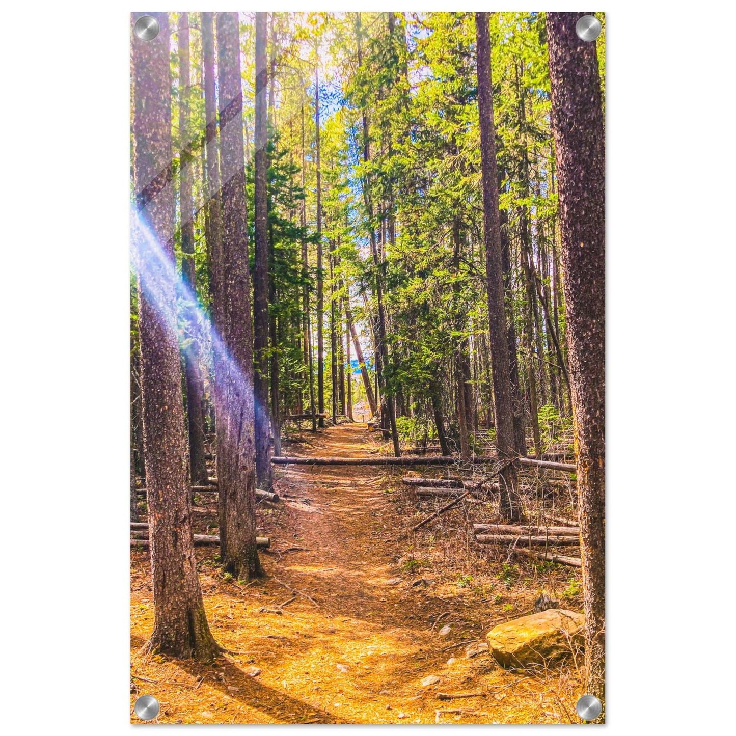 Pine Trees; Pine Creek Trail; Paradise Valley, Montana Acrylic Print