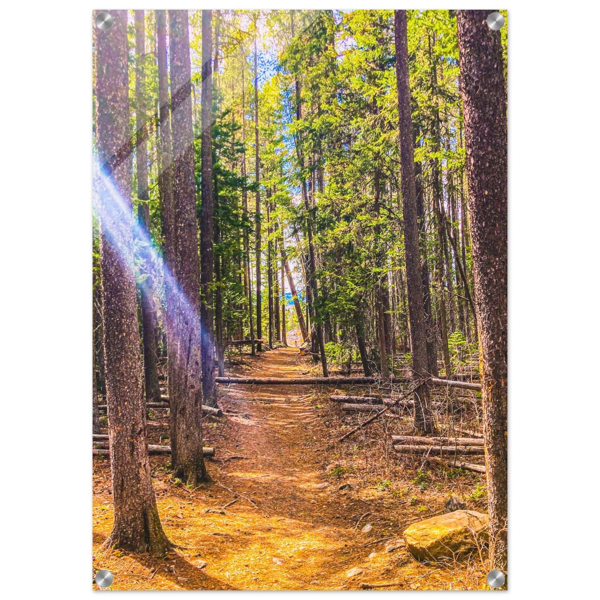 Pine Trees; Pine Creek Trail; Paradise Valley, Montana Acrylic Print