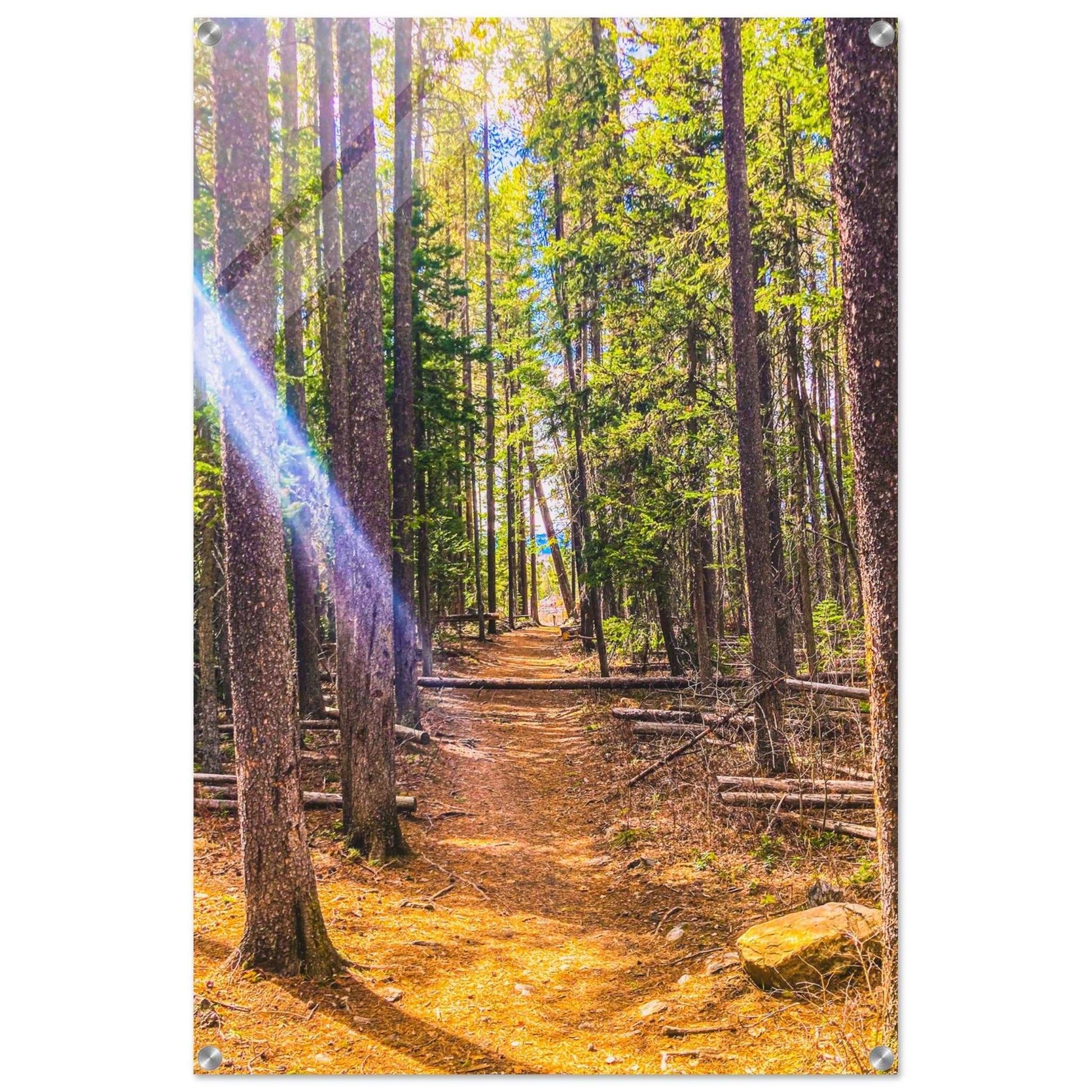 Pine Trees; Pine Creek Trail; Paradise Valley, Montana Acrylic Print