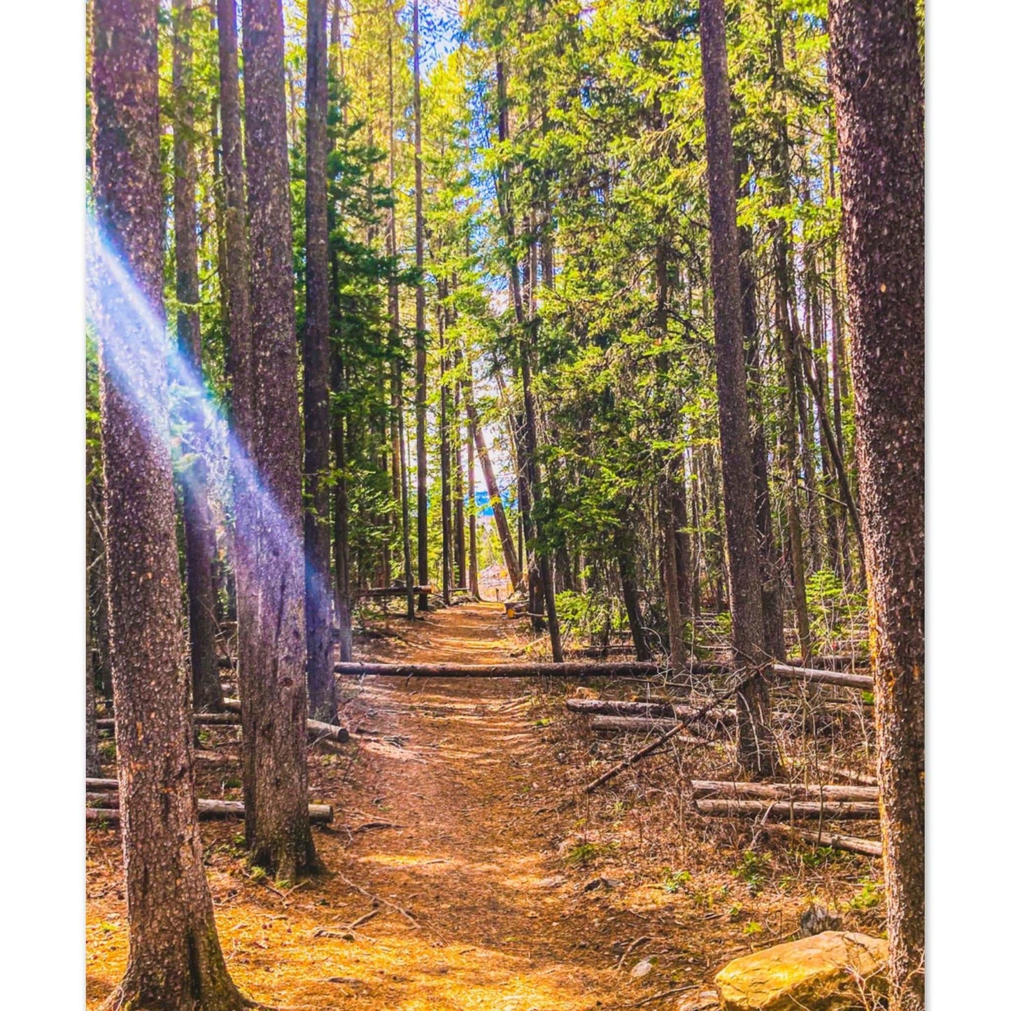 Pine Trees; Pine Creek Trail, Paradise Valley, Montana Premium Matte Poster