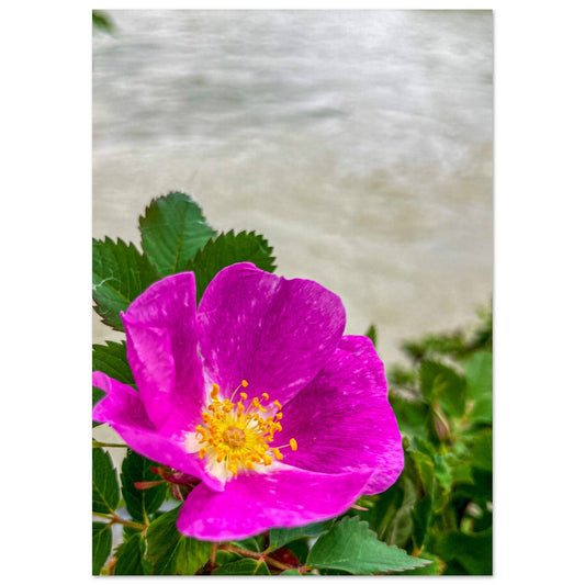 A Wood's Rose; The Yellowstone River I Premium Matte Poster Communitea Books, Online Bookstore, Blog, & Gallery James Bonner