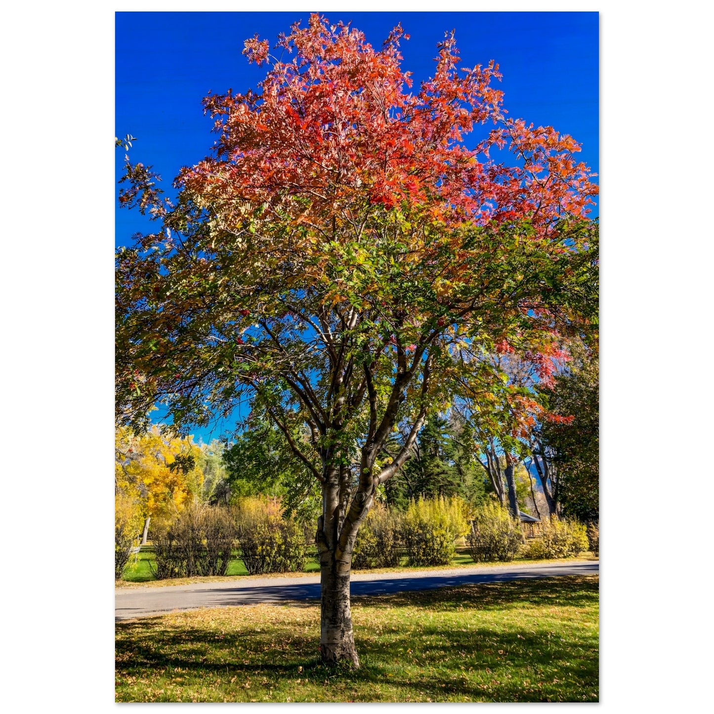 Prism Amelanchier: An Autumn Amelanchier Tree in Montana Wood Print. Original Photography by James Bonner.