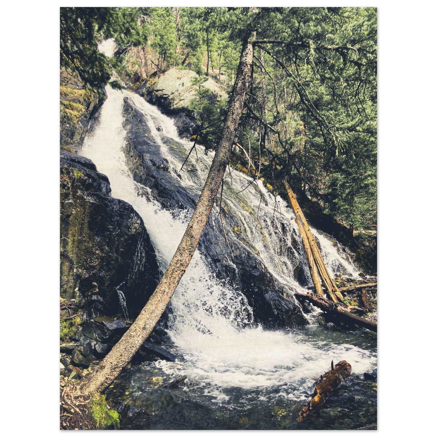 Pine Creek Falls; Pine Creek Trail; Paradise Valley, Montana Wood Print