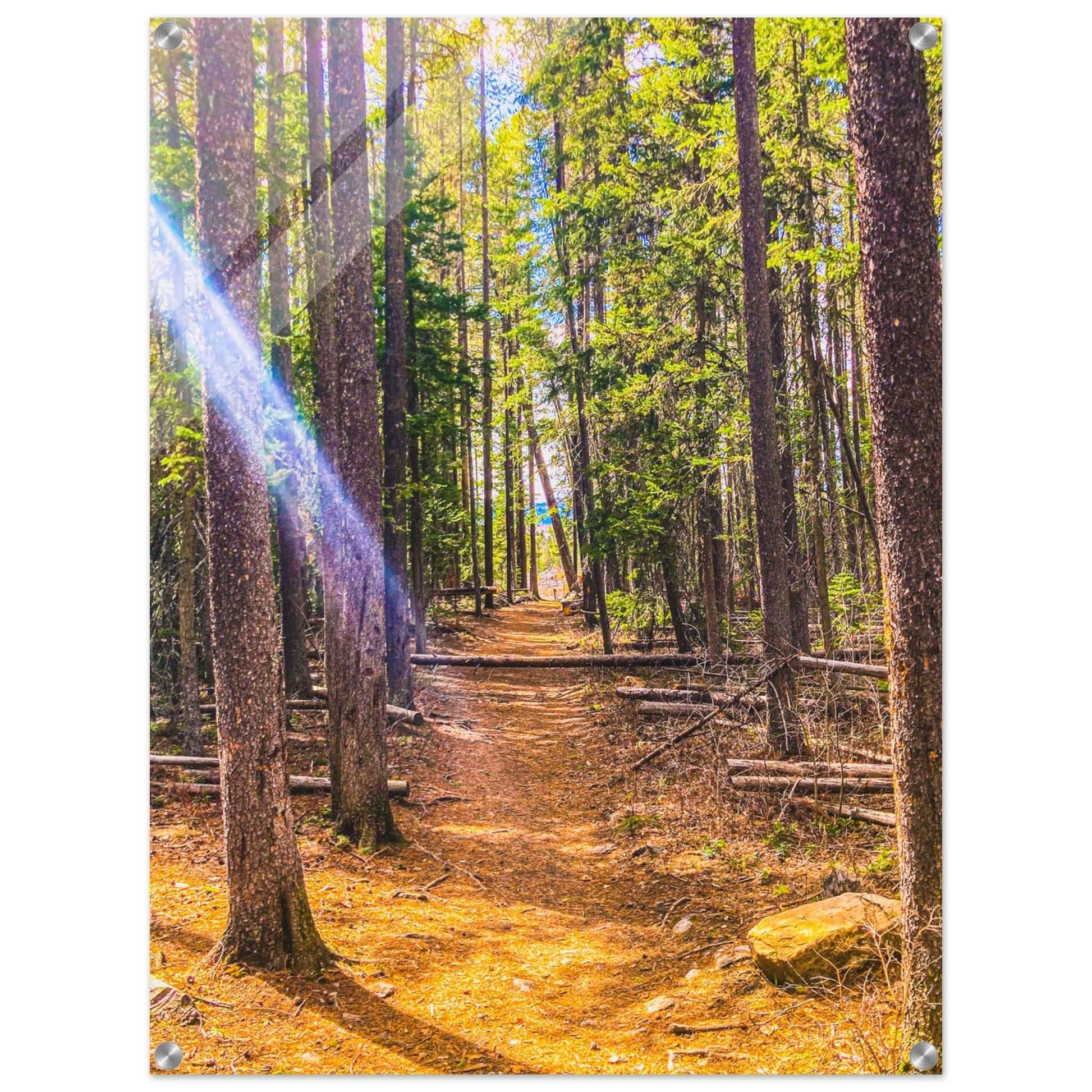 Pine Trees; Pine Creek Trail; Paradise Valley, Montana Acrylic Print