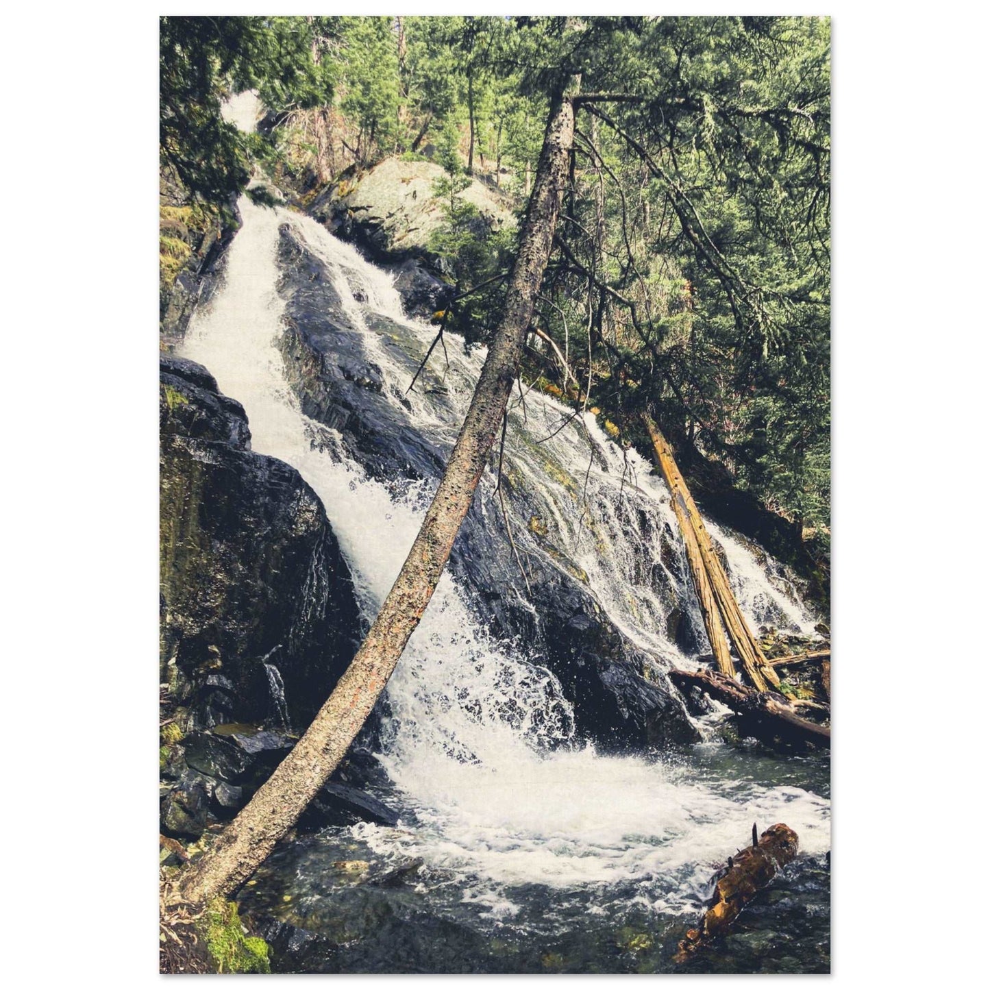 Pine Creek Falls; Pine Creek Trail; Paradise Valley, Montana Wood Print