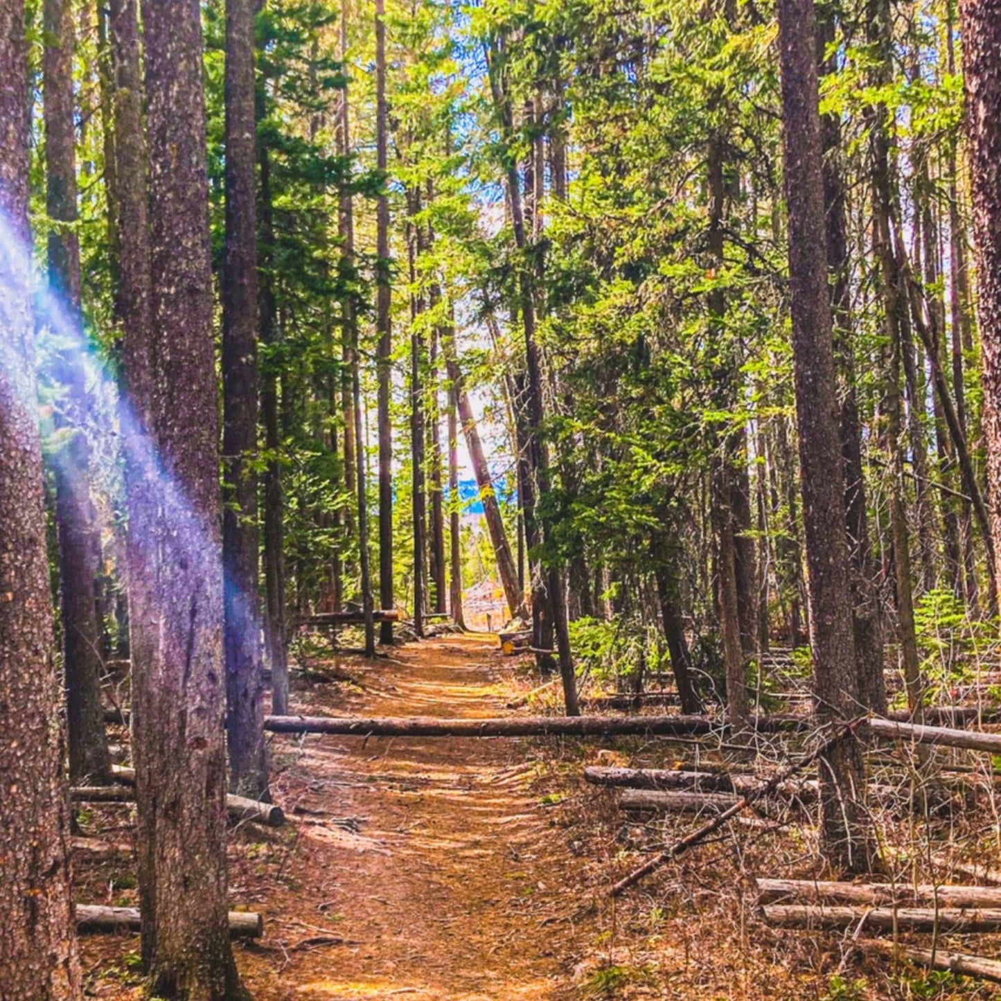 Pine Trees; Pine Creek Trail, Paradise Valley, Montana Premium Matte Poster