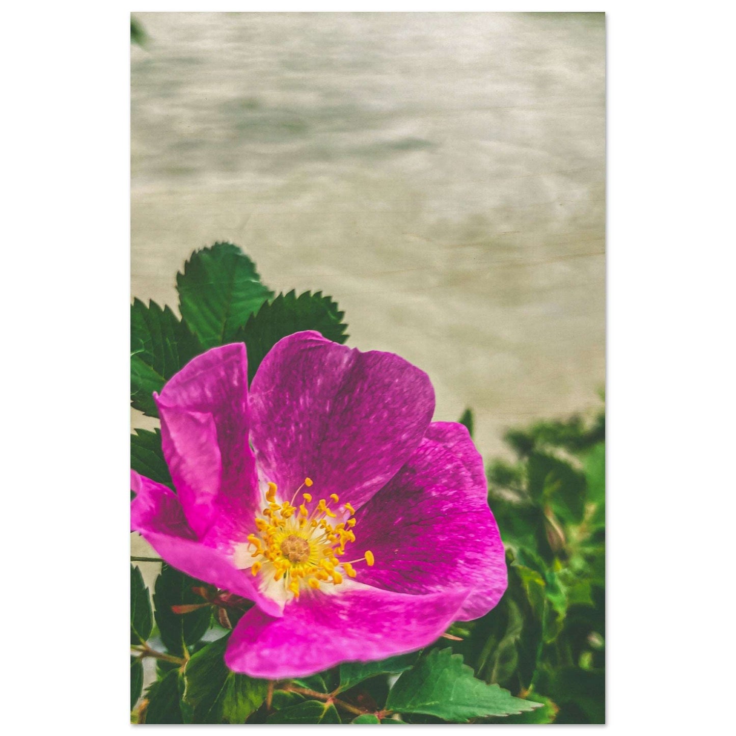 A Wood's Rose; The Yellowstone River Wood Print Communitea Books James Bonner