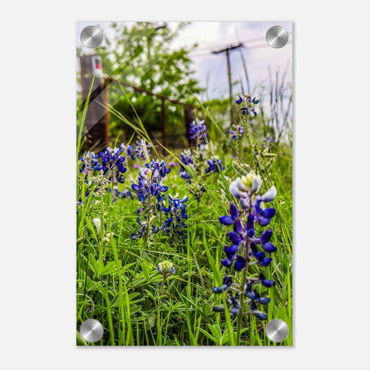 Bluebonnets; Boerne, Texas Acrylic Print Communitea Books James Bonner