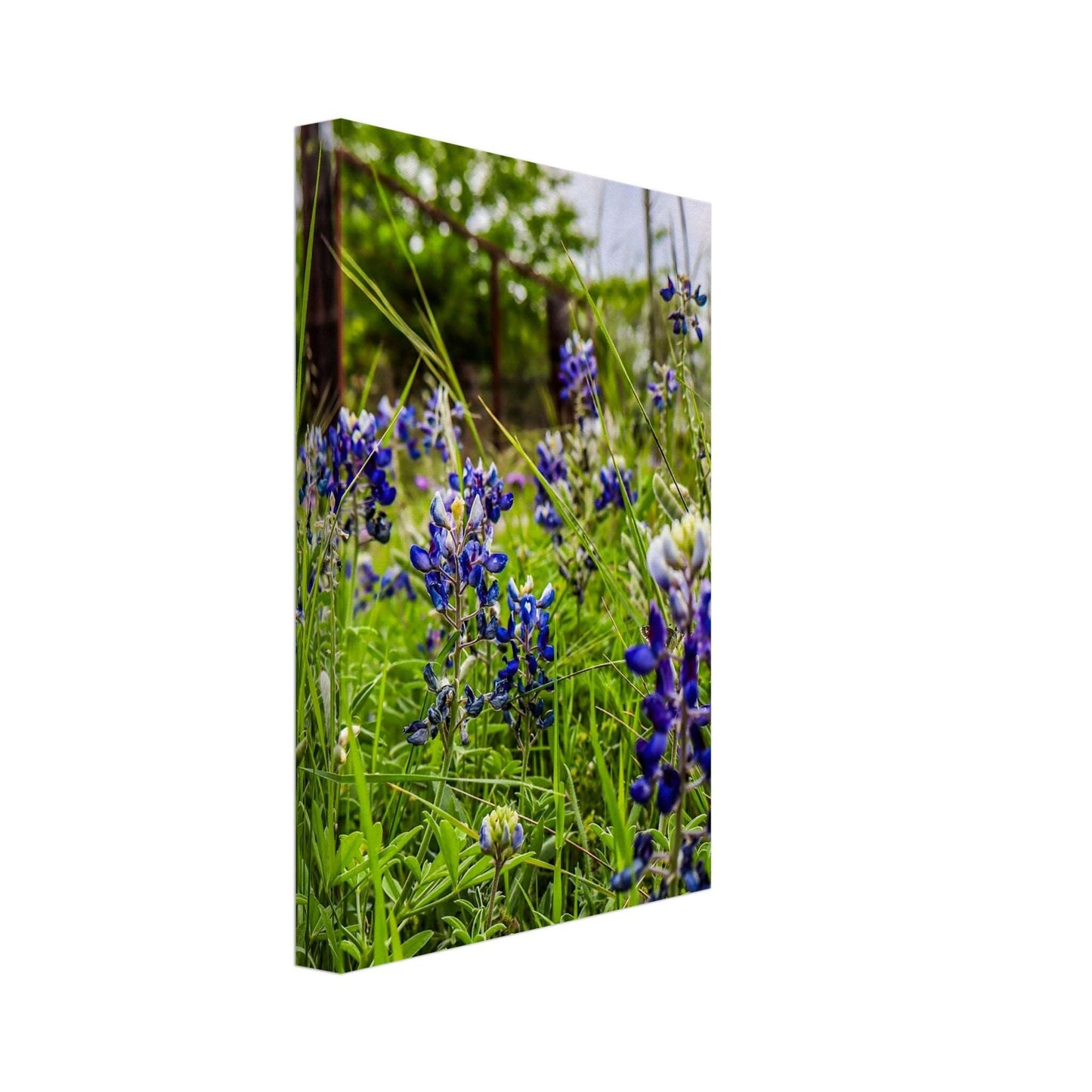 Bluebonnets; Boerne, Texas Canvas Communitea Books James Bonner