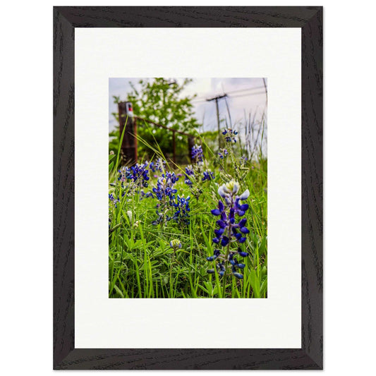 Bluebonnets; Boerne, Texas Premium Wooden Framed Print Communitea Books James Bonner