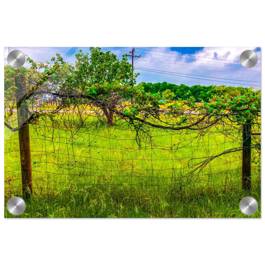 Grapevine; Boerne, Texas Acrylic Print Communitea Books James Bonner