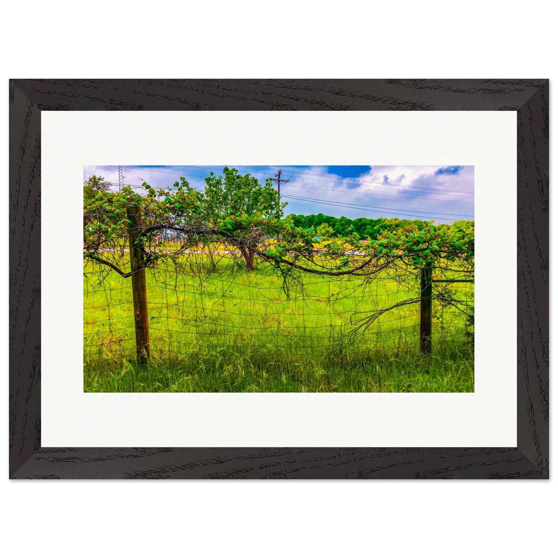 Grapevine; Boerne, Texas Wood Framed Print Communitea Books James Bonner