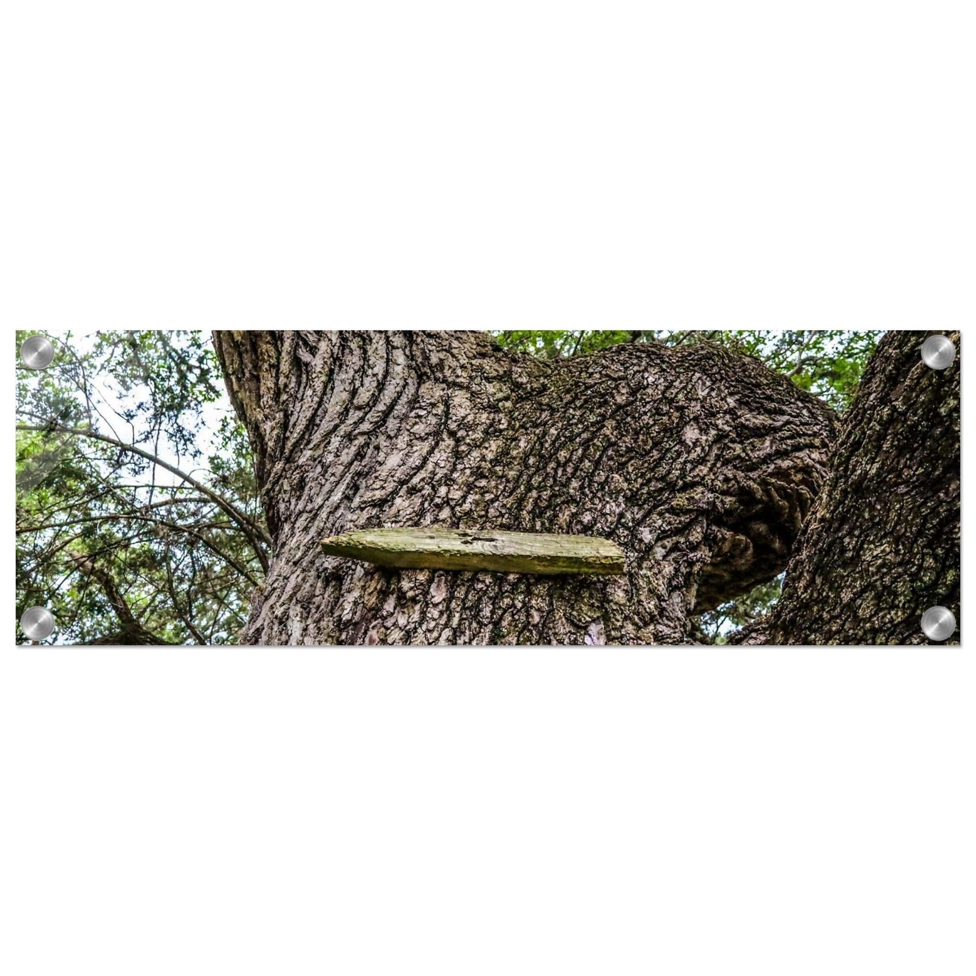 Ol' Treehouse; Boerne, Texas Acrylic Print Communitea Books James Bonner