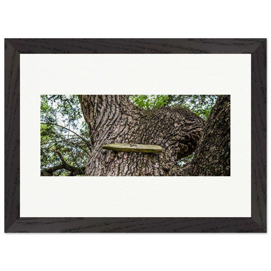 Ol' Treehouse; Boerne, Texas Wood Framed Print Communitea Books James Bonner