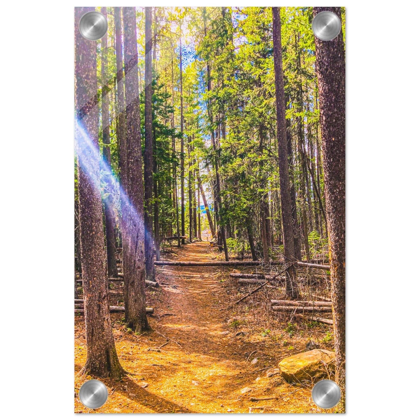 Pine Trees; Pine Creek Trail; Paradise Valley, Montana Acrylic Print Communitea Books James Bonner