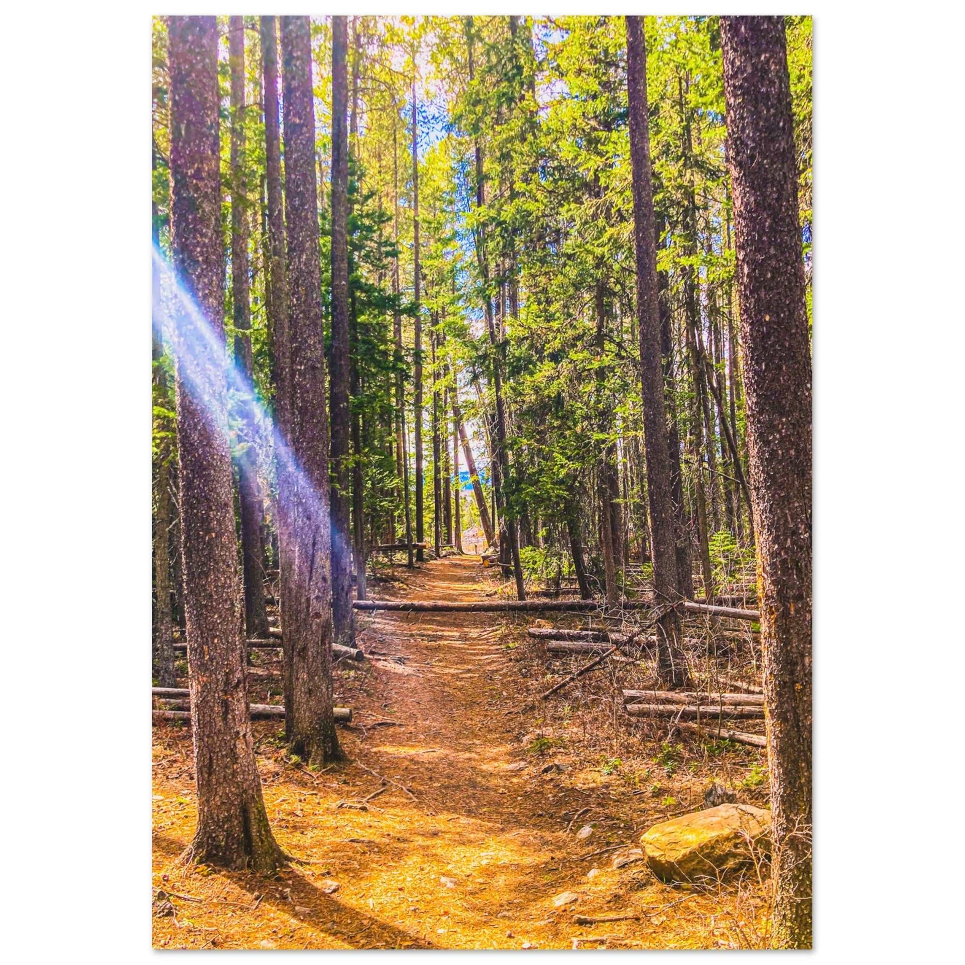 Pine Trees; Pine Creek Trail, Paradise Valley, Montana Premium Matte Poster Communitea Books James Bonner