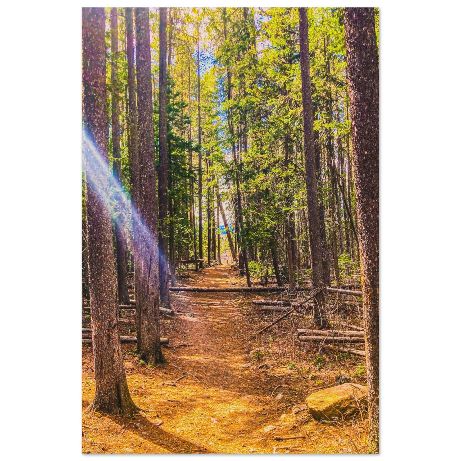 Pine Trees; Pine Creek Trail; Paradise Valley, Montana Wood Print Communitea Books James Bonner