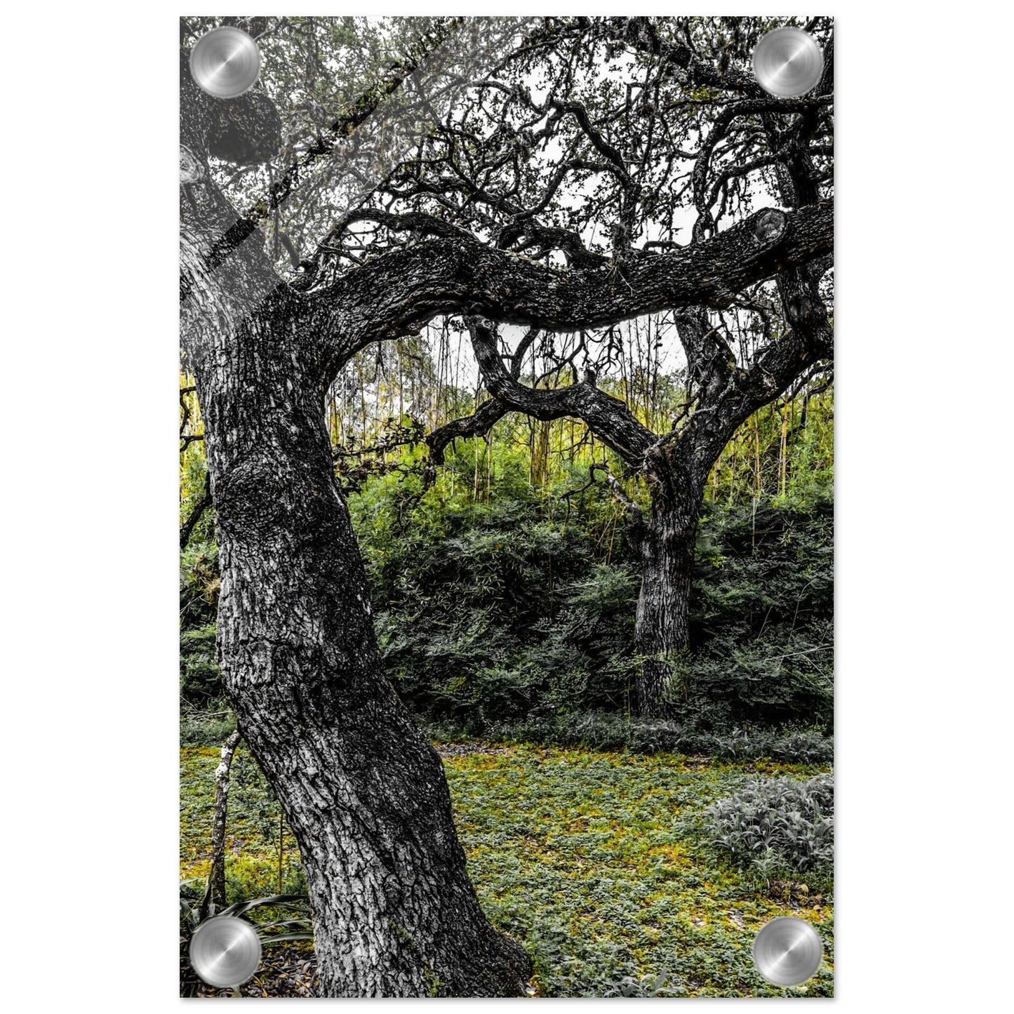 Shades of Green; Boerne, Texas Acrylic Print Communitea Books James Bonner