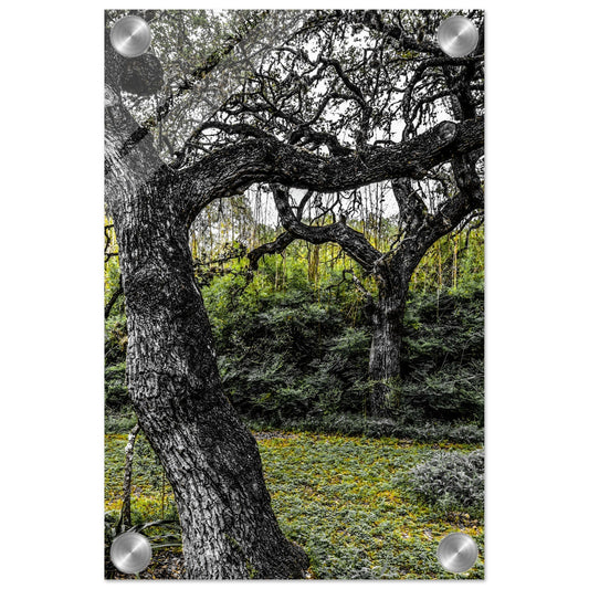 Shades of Green; Boerne, Texas Acrylic Print Communitea Books James Bonner