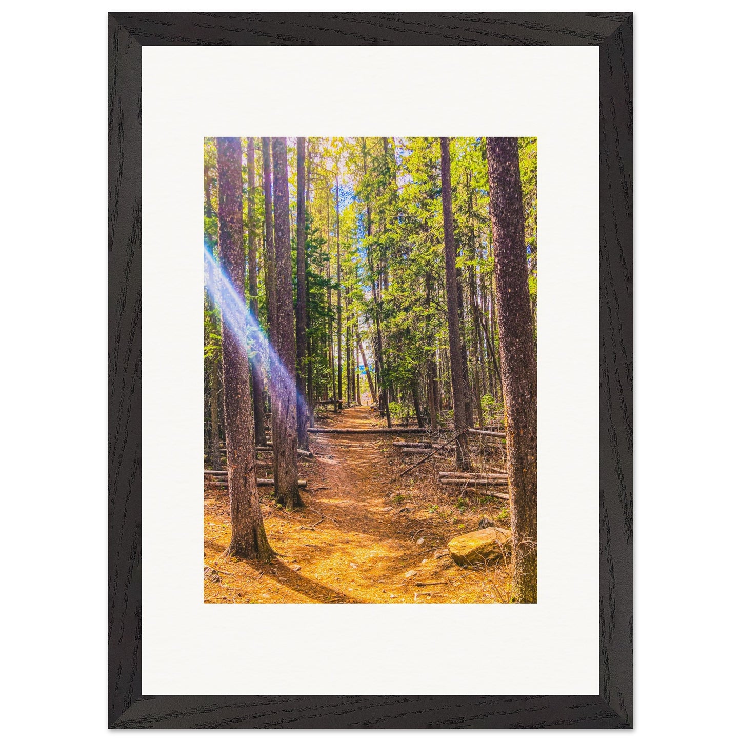 The Pines; Pine Creek Trail, Pine Creek, Montana Premium Wooden Framed Print Communitea Books James Bonner