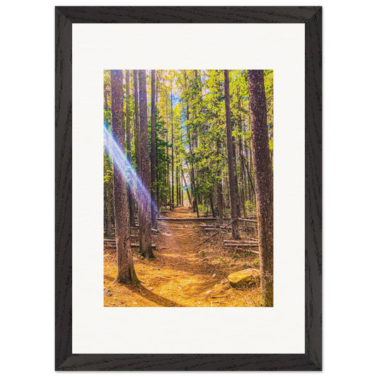 The Pines; Pine Creek Trail, Pine Creek, Montana Premium Wooden Framed Print Communitea Books James Bonner