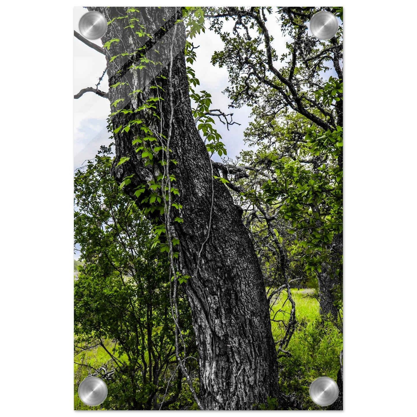 Tree Runner; Boerne, Texas Acrylic Print Communitea Books James Bonner