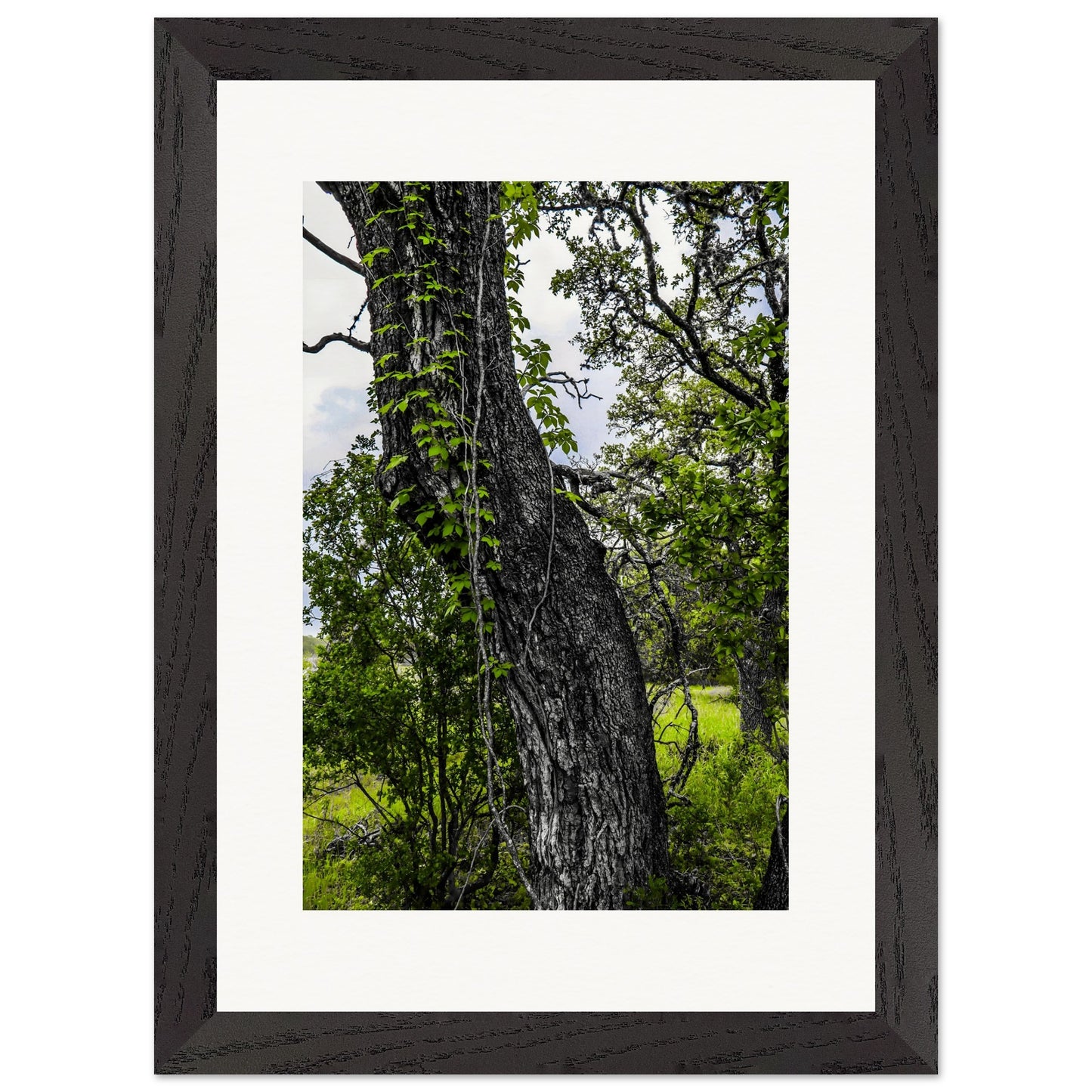 Tree Runner; Boerne, Texas Wood Framed Print Communitea Books James Bonner