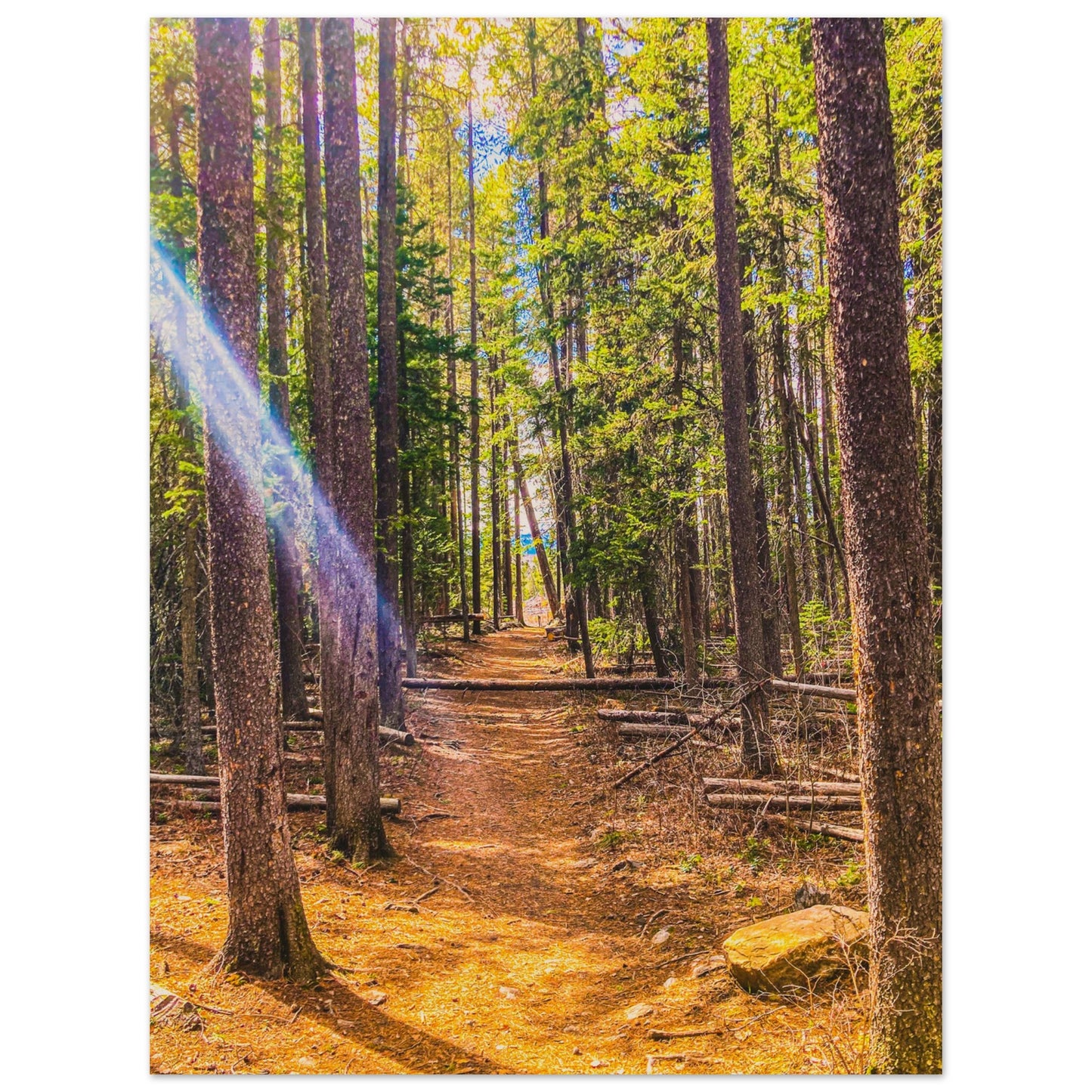 Pine Trees; Pine Creek Trail; Paradise Valley, Montana Wood Print