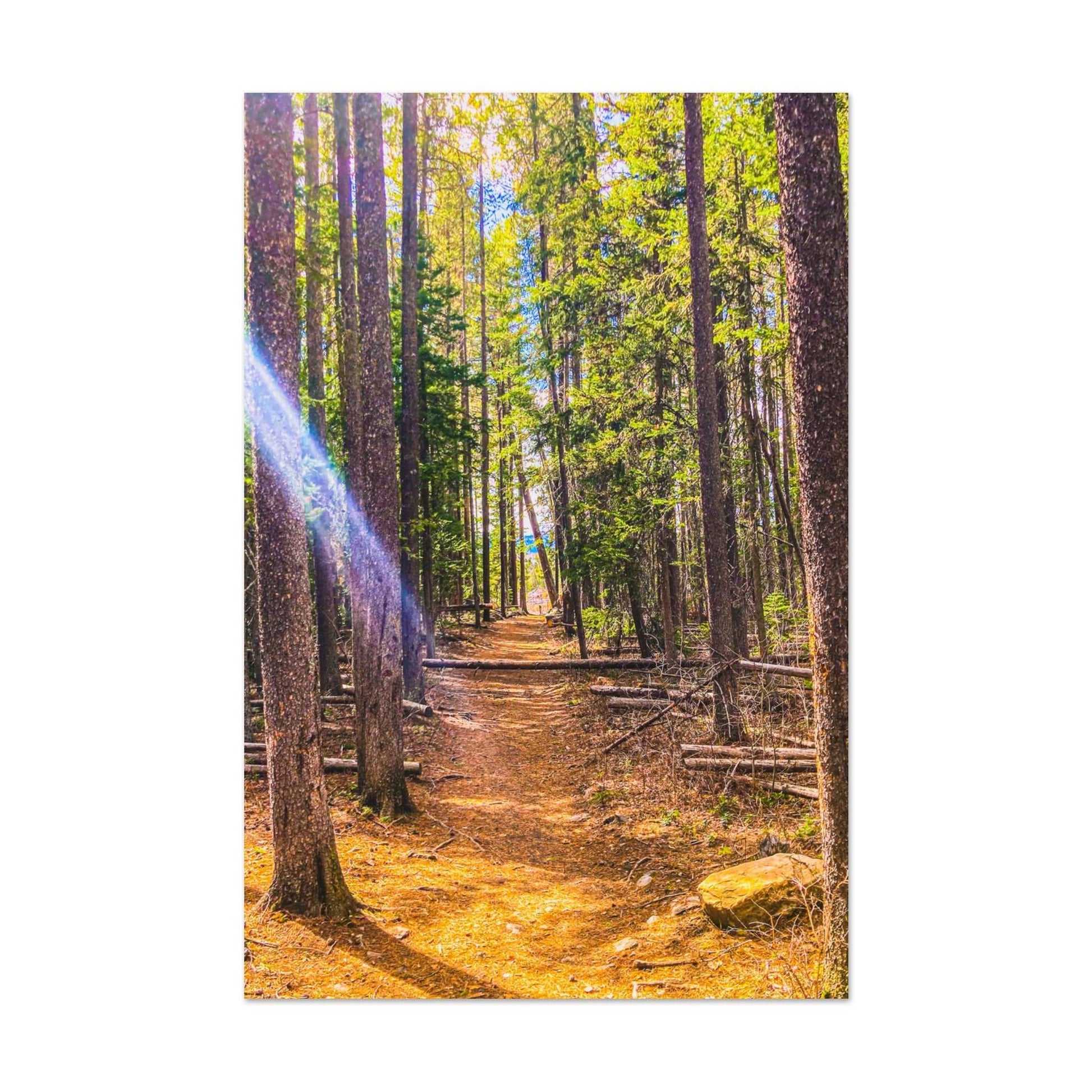 Pine Trees; Pine Creek Trail, Paradise Valley, Montana Premium Matte Poster