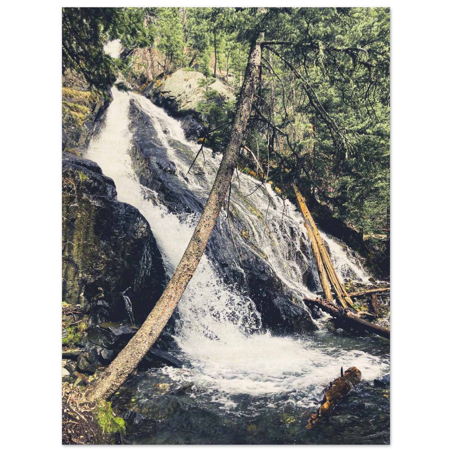 Pine Creek Falls; Pine Creek Trail; Paradise Valley, Montana Wood Print