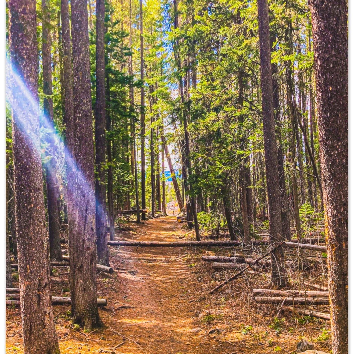 Pine Trees; Pine Creek Trail, Paradise Valley, Montana Premium Matte Poster