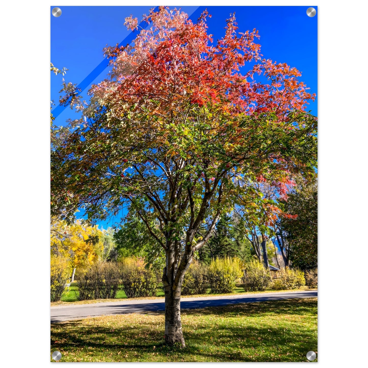 Prism Amelanchier: An Autumn Amelanchier Tree in Montana Acrylic Print. Original Photography by James Bonner.
