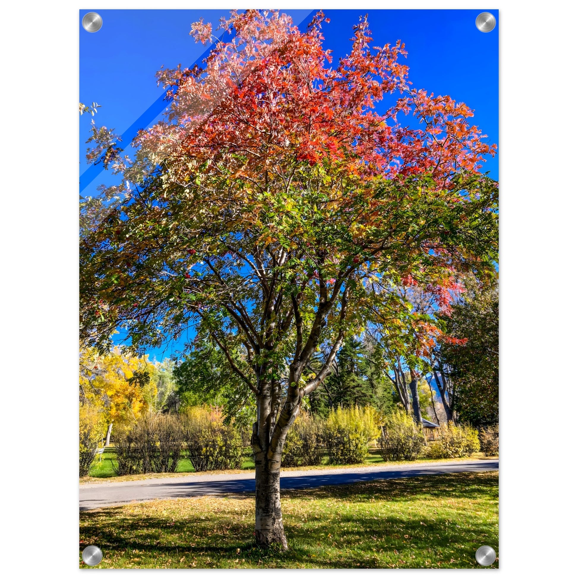 Prism Amelanchier: An Autumn Amelanchier Tree in Montana Acrylic Print. Original Photography by James Bonner.