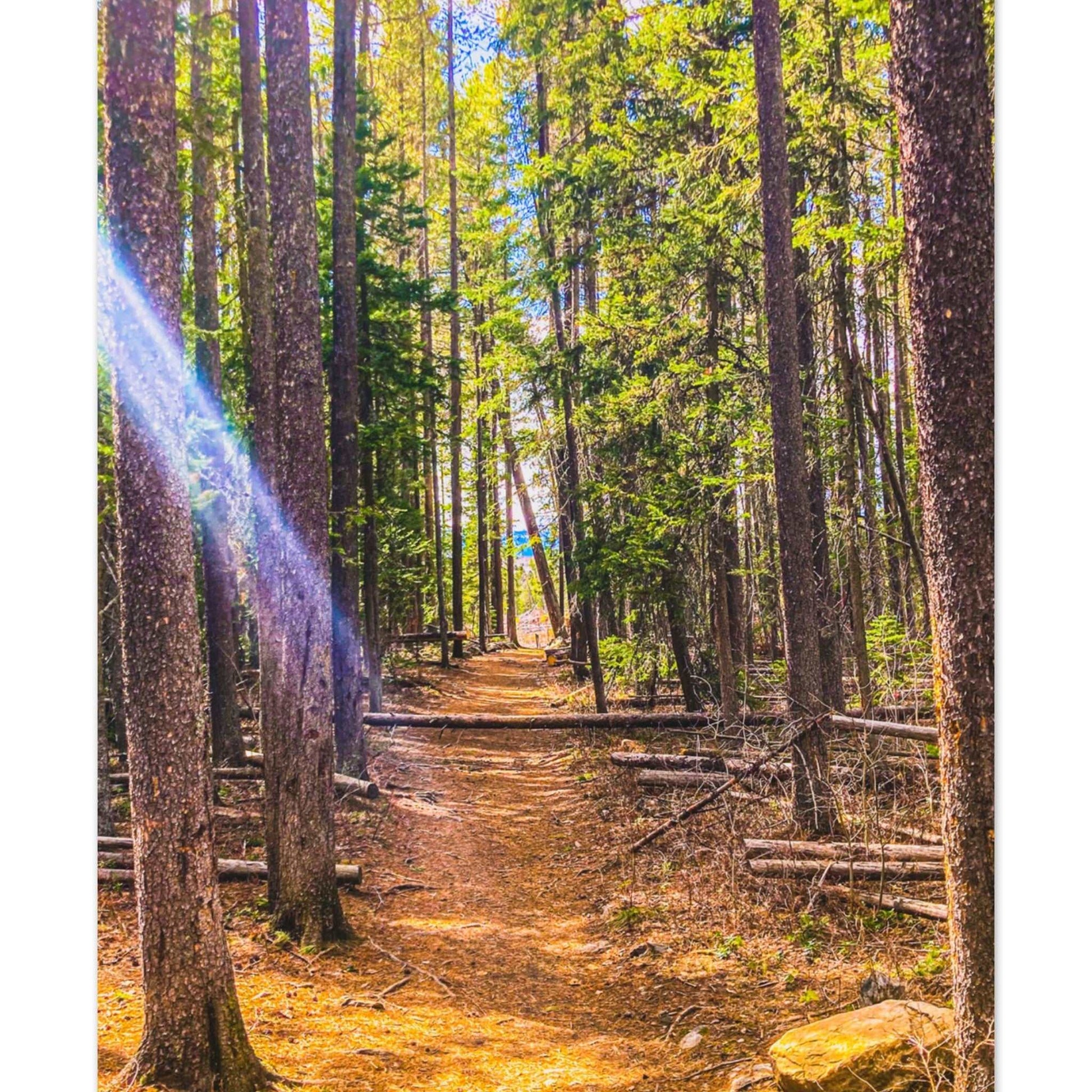 Pine Trees; Pine Creek Trail, Paradise Valley, Montana Premium Matte Poster