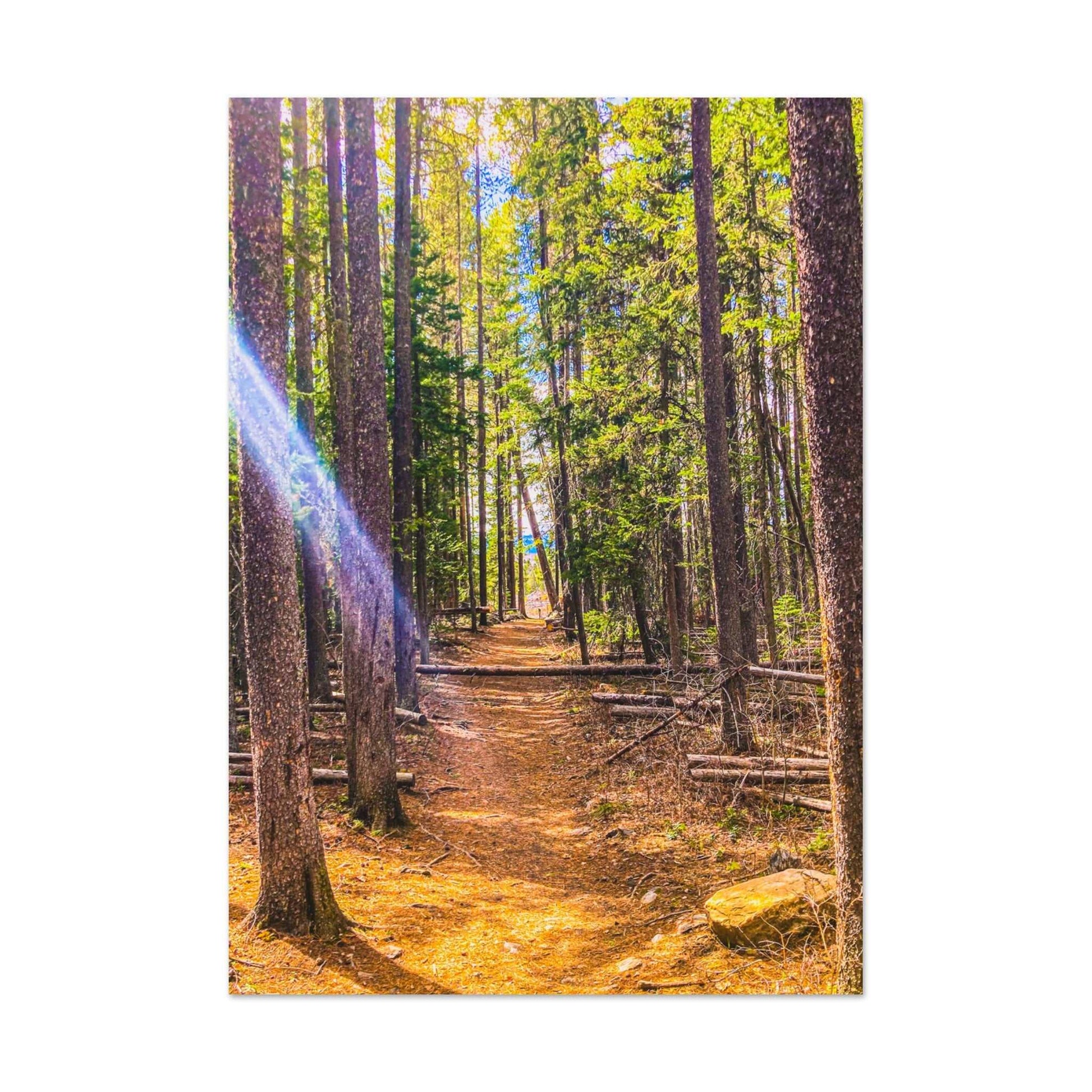 Pine Trees; Pine Creek Trail, Paradise Valley, Montana Premium Matte Poster