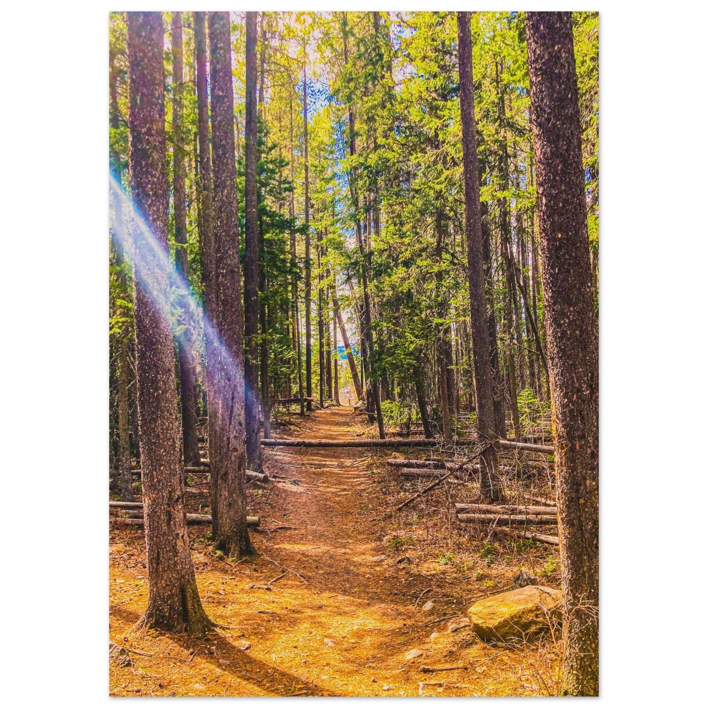 Pine Trees; Pine Creek Trail; Paradise Valley, Montana Wood Print