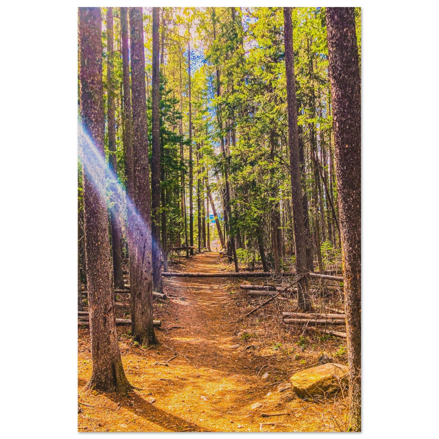 Pine Trees; Pine Creek Trail; Paradise Valley, Montana Wood Print