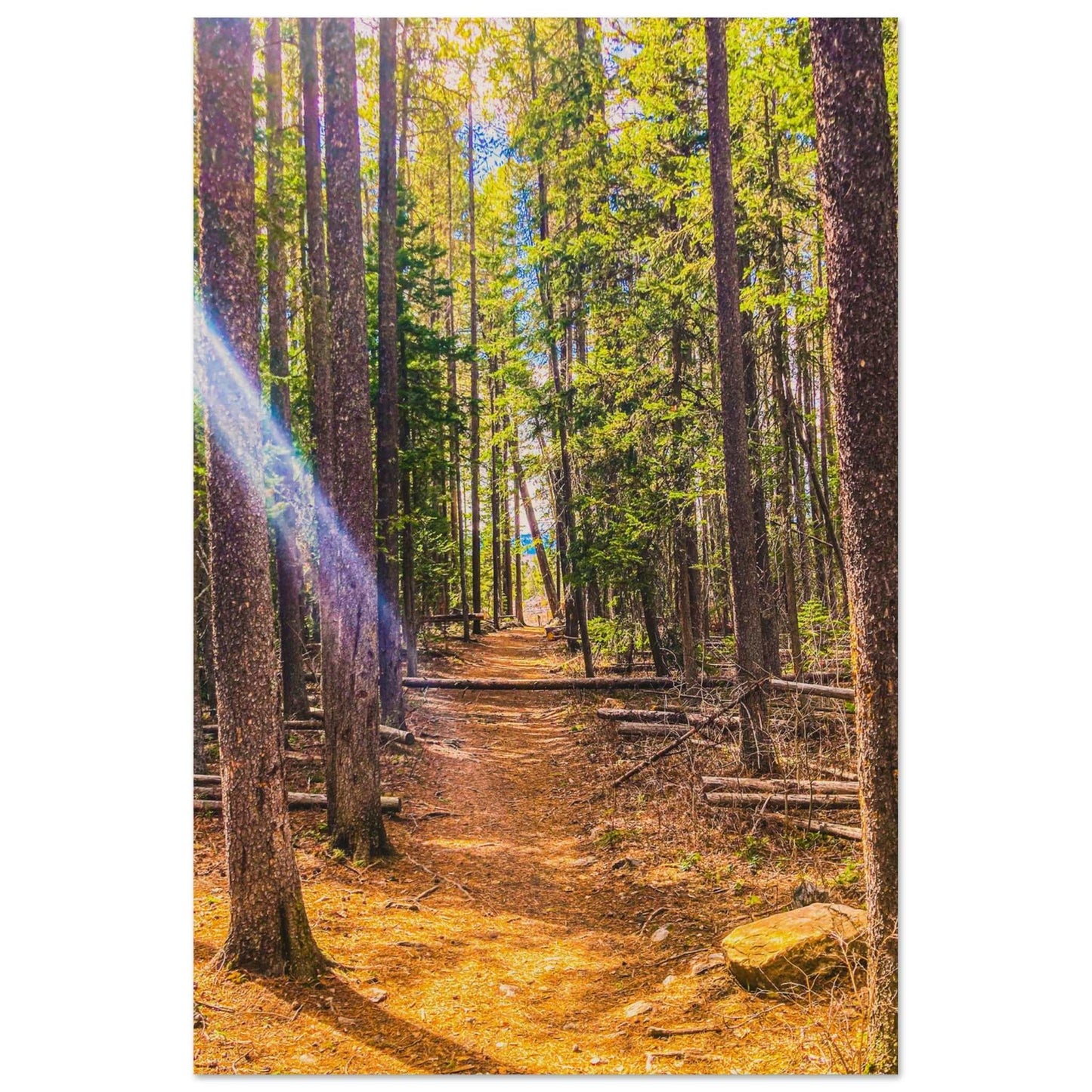 Pine Trees; Pine Creek Trail; Paradise Valley, Montana Wood Print