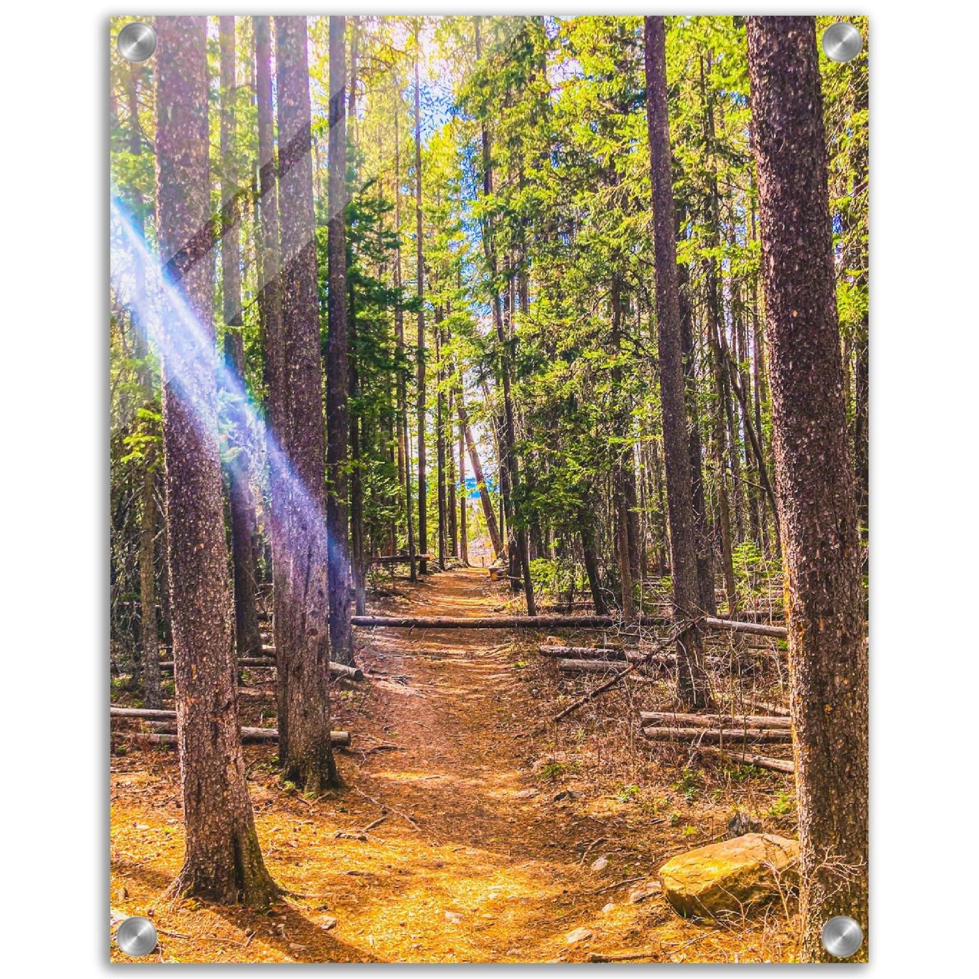 Pine Trees; Pine Creek Trail; Paradise Valley, Montana Acrylic Print